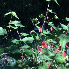 Callianthe megapotamica