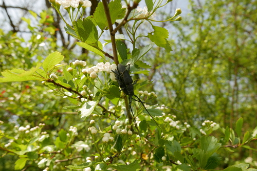 Capricorn beetle, Germany, photo 7 of 10