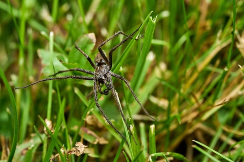 European Nursery Web spider