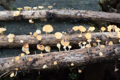 Leotiomycetes