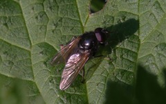 Cheilosia albitarsis