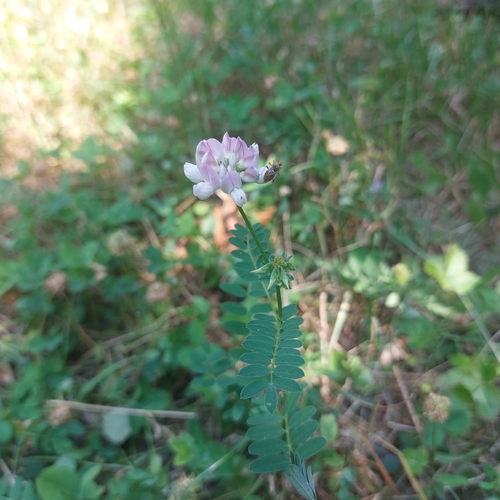 purple crownvetch