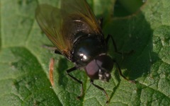 Cheilosia albitarsis