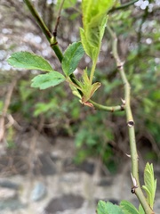 Rosa multiflora