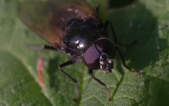 Cheilosia albitarsis