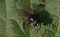 Cheilosia albitarsis