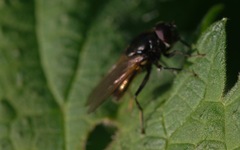 Cheilosia albitarsis