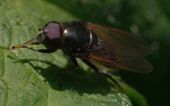 Cheilosia albitarsis