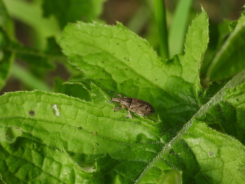 Large Thistle Weevil