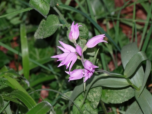 Red Helleborine
