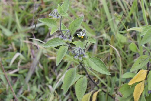 Solanum nigrum image