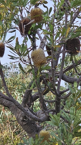 Banksia ornata, photograph 6