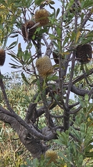 Banksia ornata, photograph (c) Rosalie Lawrence, some rights reserved (CC BY)