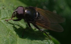 Cheilosia albitarsis