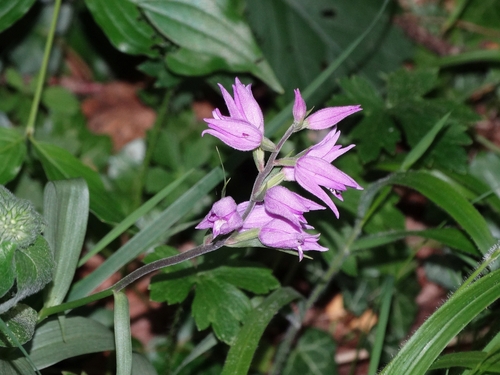 Red Helleborine