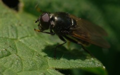 Cheilosia albitarsis