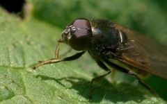 Cheilosia albitarsis