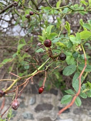 Rosa multiflora
