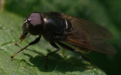 Cheilosia albitarsis