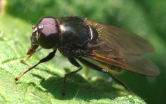Cheilosia albitarsis