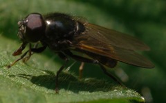 Cheilosia albitarsis