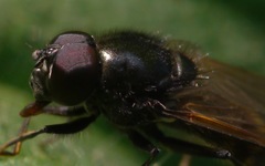 Cheilosia albitarsis