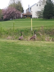 Branta canadensis