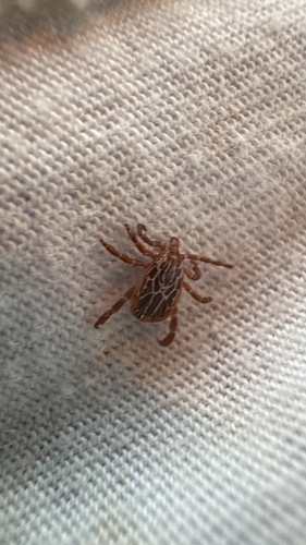 Gulf Coast Tick
