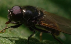 Cheilosia albitarsis