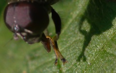 Cheilosia albitarsis