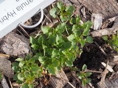 Campanula poscharskyana