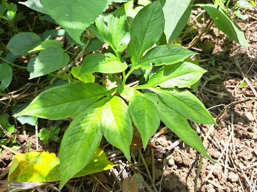 Amorphophallus henryi, photograph 5
