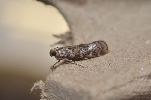 New Pine Knot-horn