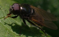 Cheilosia albitarsis