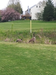 Branta canadensis