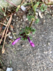 Lamium amplexicaule