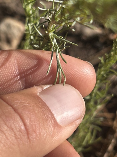 Artemisia carruthii, photograph 5