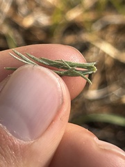 Artemisia carruthii, photograph (c) Curtis Drake, some rights reserved (CC BY)