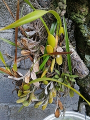 Maxillaria tenuifolia