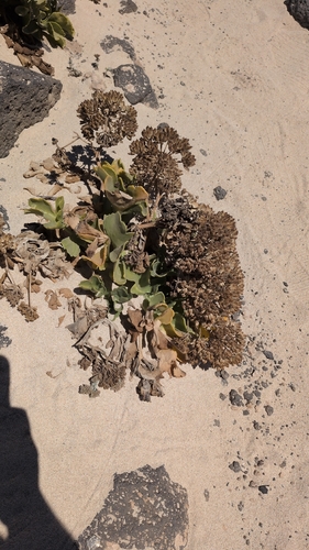 Astydamia latifolia, photograph 5