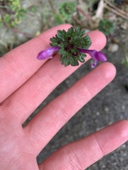 Lamium amplexicaule