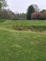 Branta canadensis