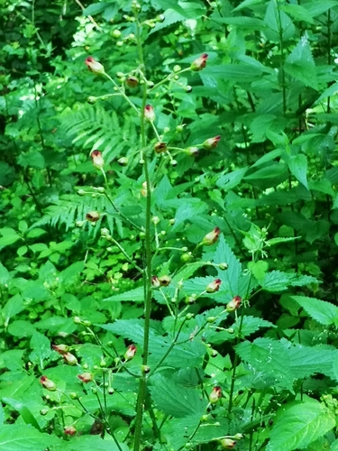 Nariuotasis bervidis
