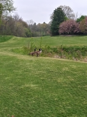 Branta canadensis