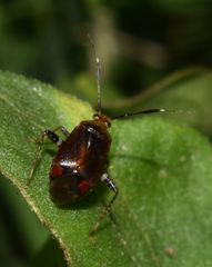 Horciasinus argentinus