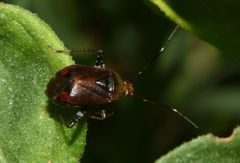 Horciasinus argentinus