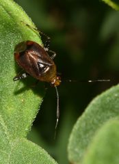 Horciasinus argentinus