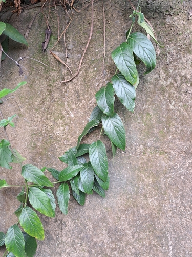 Heliotropium sarmentosum, photograph 1