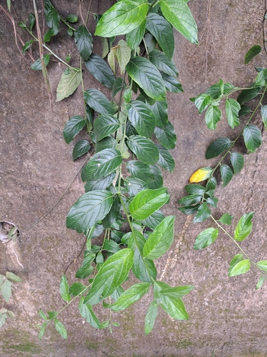 Heliotropium sarmentosum, photograph 2