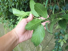 Heliotropium sarmentosum, photograph (c) vrxz, some rights reserved (CC BY-SA)